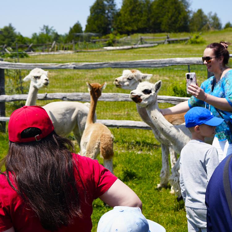 Alpacas