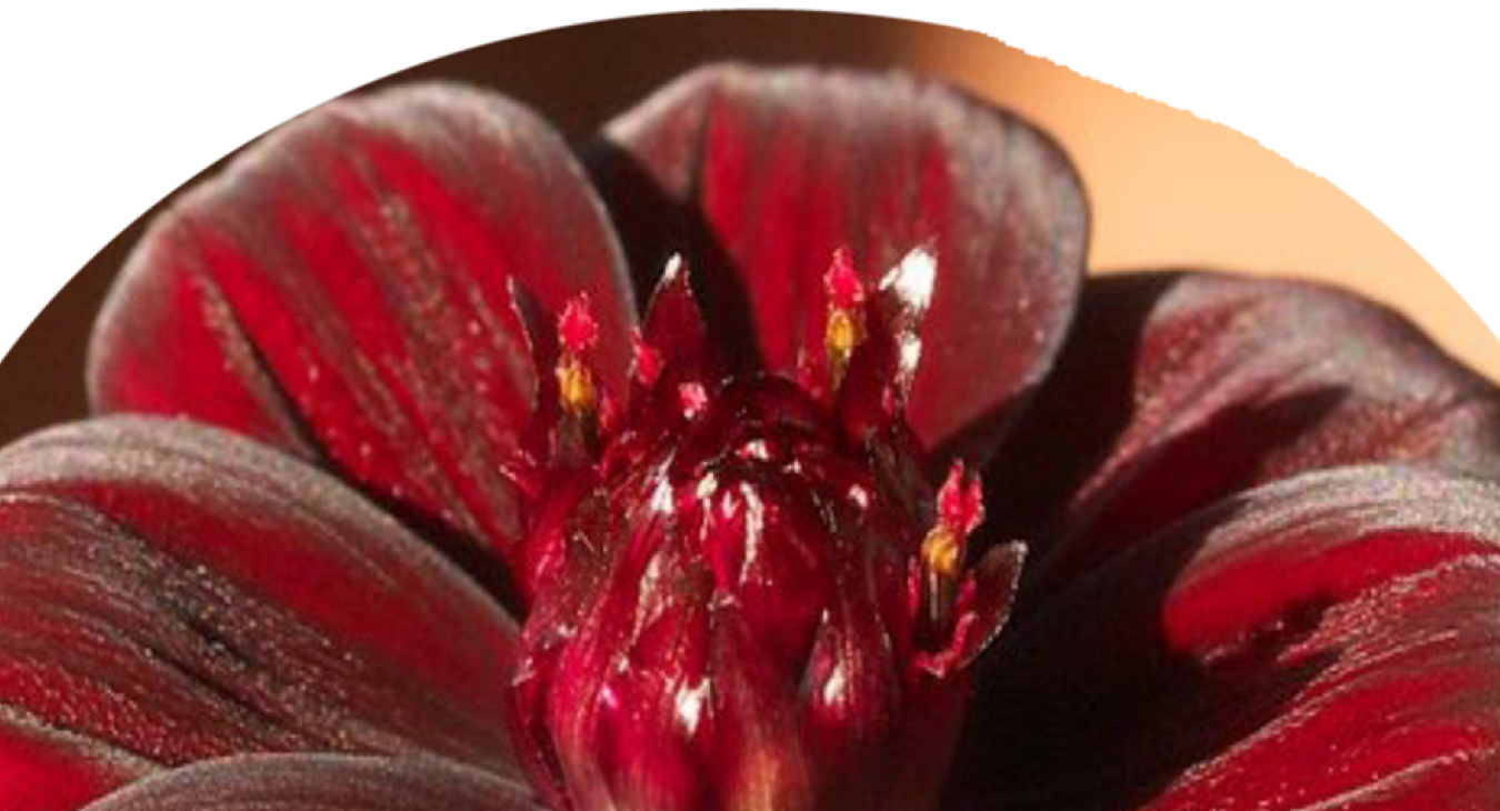 CHOCOLATE COSMOA:  a flower that smells like chocolate