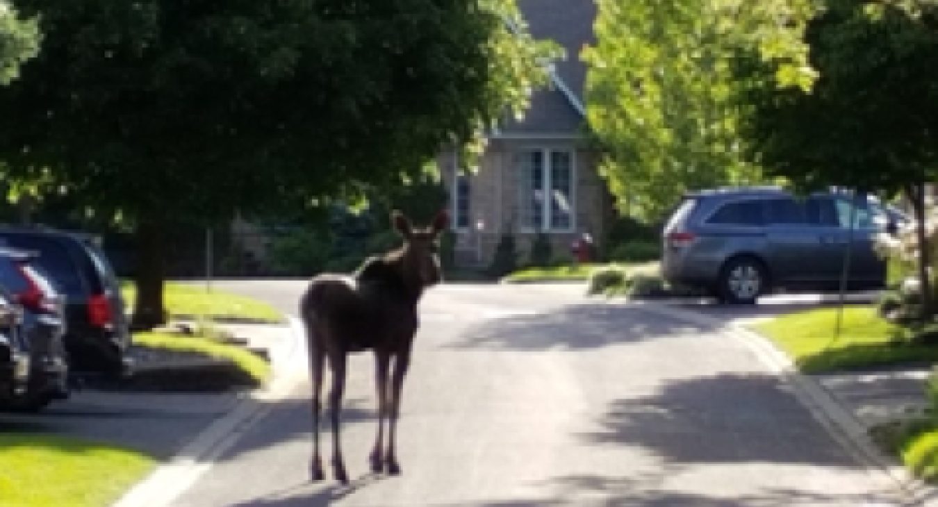 Animals with nowhere to go: Baby moose on the loose in Beaverbrook, Kanata