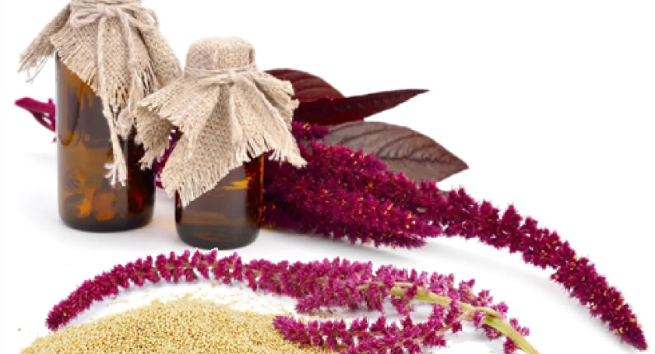 Amaranth is recognized as the ideal plant of the 21st century