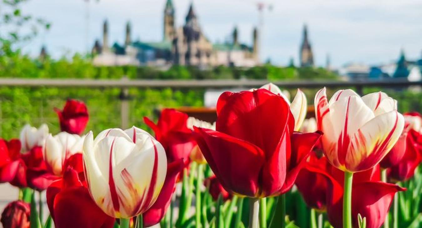 Canadian Tulip Festival 