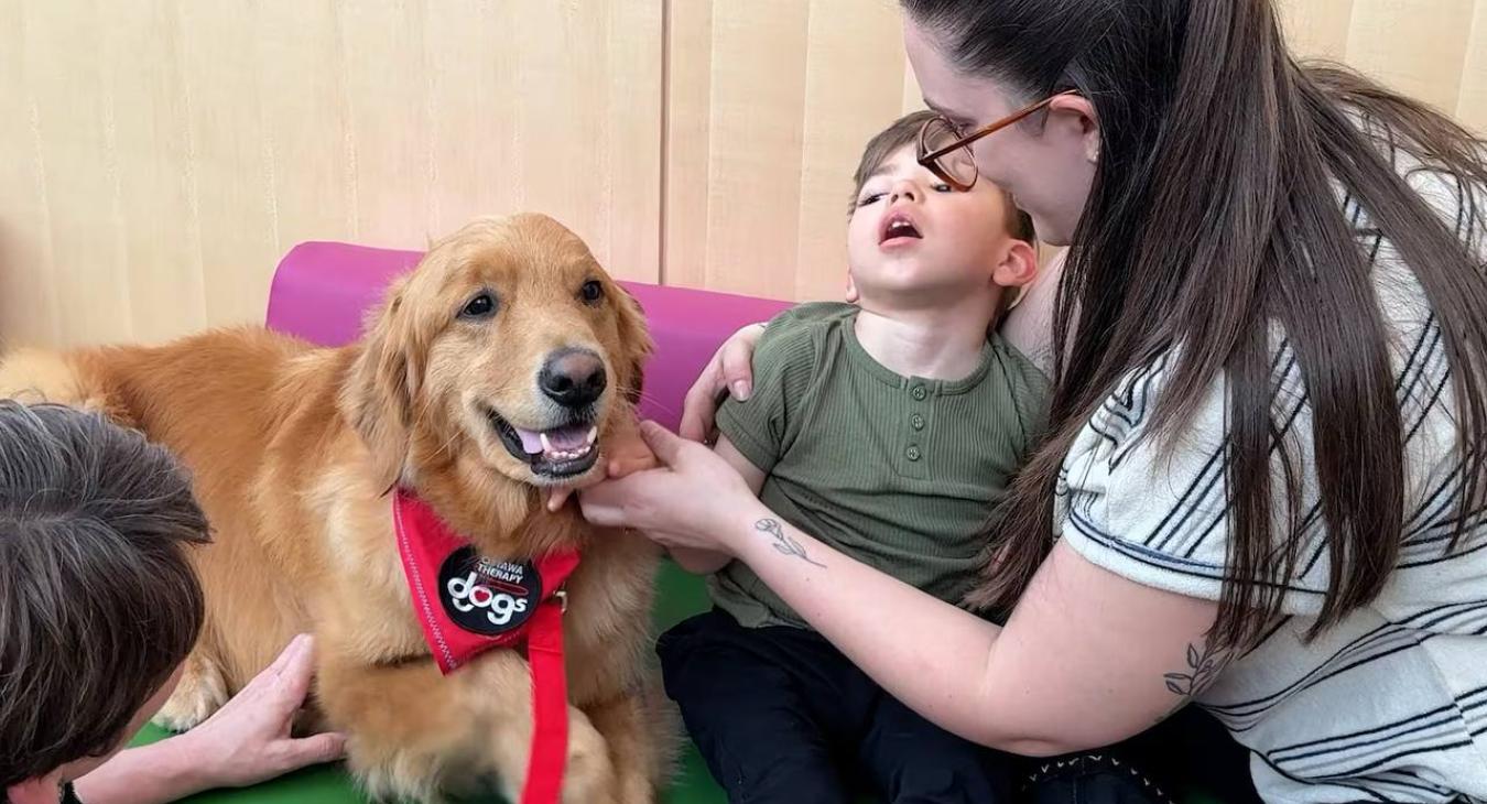 Therapy Dog