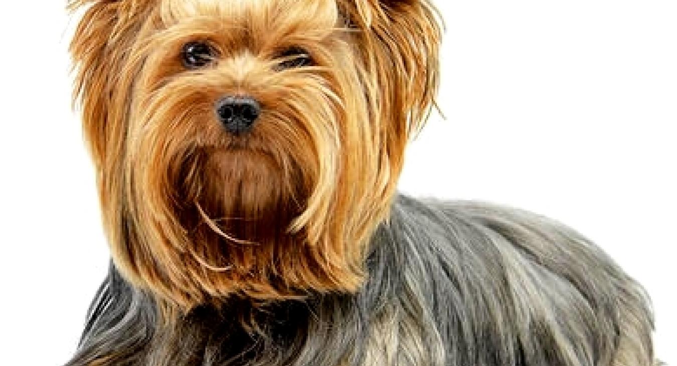 Yorkie 