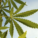 Cannabis Task Force